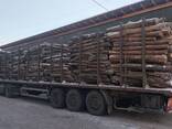 Куплю тирсу, стружку, круглі дрова, обрізки, обапол. СОСНА - фото 2