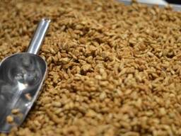 Куплю відходи зернових, кукурудза, соняшник