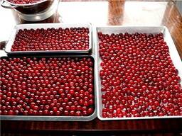 Куплю вишню з кісткою