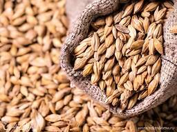 Куплю Ячмінь від 100 тон