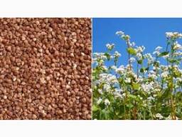 Куплю зерено гречки