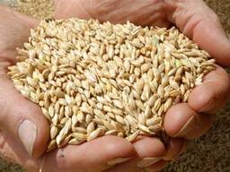 Куплю зерно ячменю ярого
