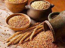 Куплю зернові культури