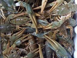 Куплю живі раки