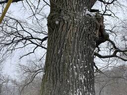 Куплю доску дуб 30 мм обрізну