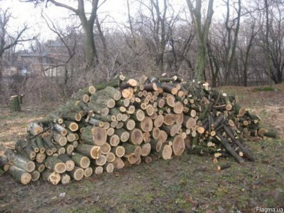 Куплю дрова на постоянной основе