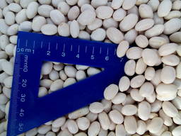 Куплю фасоль белую