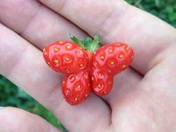 Куплю фрукты овощи оптом