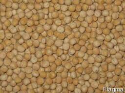 Куплю горох желтый