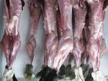 Куплю кролика тушки мяса