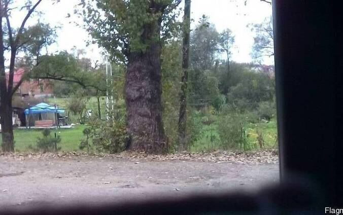 Куплю кругляк тополя