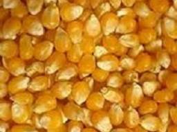Куплю кукурудзу