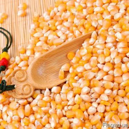 Куплю Кукурузу Чернигов Украина