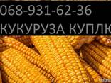 Куплю Кукурузу Чернигов Украина - фото 2