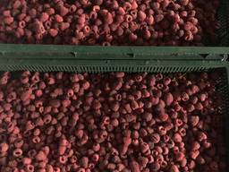 Куплю малину під заморозку