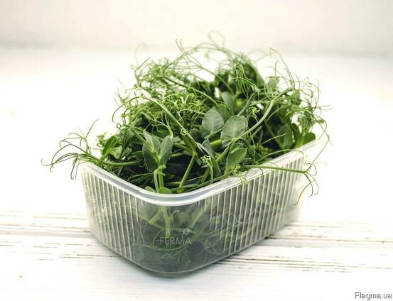 Купить Семена Микрозелени Оптом Интернет