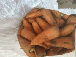 Куплю морковь, капусту, картофель, свеклу, лук оптом.