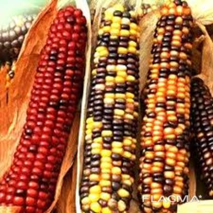 Куплю неліквідну, нестандартну кукурудзу. Полтавська, Харьківська, Сумська області.