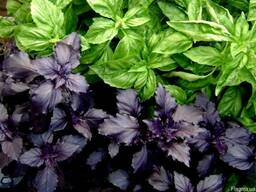 Куплю оптом сортовые семена мяты, базелика