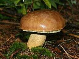 Куплю Польский гриб