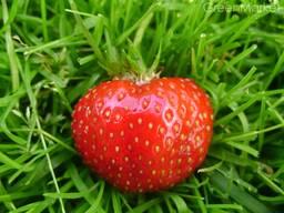 Куплю полуницю на заморозку!!!