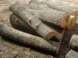 Дуб дрова ПВ техсировину, дошку н/о та о/б - фото 4