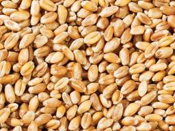 Куплю пшеницу