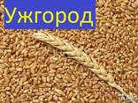 Куплю Пшеницу Ужгород Украина - фото 2