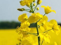 Куплю ріпак