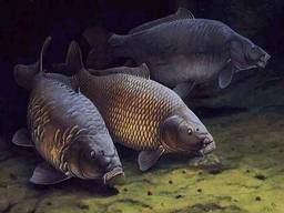 Куплю речную рыбу в обширном ассортименте