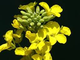 Куплю ріпак