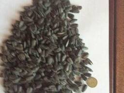 . Переработка подсолнуха в Барышевки