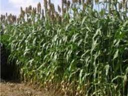 Куплю Суданку разных сортов от 1т, Днепропетровская обл.