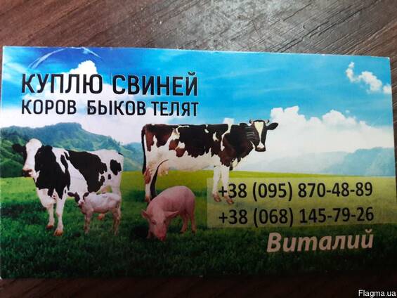 Куплю свиней, коров, быков, телят. В любых количествах.