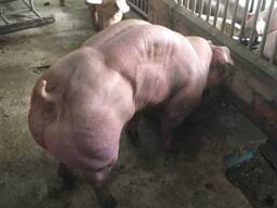 Куплю свиней живою вагою