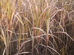 Куплю услуги кормоуборочного комбайна