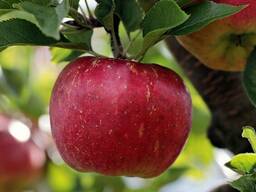 Куплю яблоки оптом для переработки