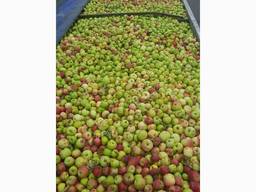 Куплю яблоки в больших объемах