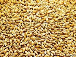 Куплю Ячмень самовывоз по всей Украине