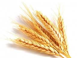 Куплю ячмінь