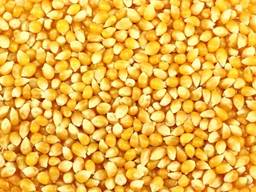 Куплю зерно кукурузы, пшеницы, семечку