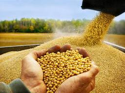 Купуємо сою ГМО/не ГМО