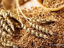 Куплю зерно ячмень кукурузу горох пшеницу по всей Украине