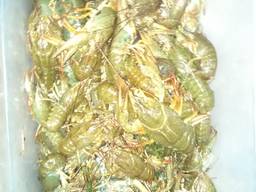 Куплю живых раков