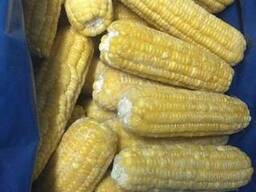 Купуємо качани цукрової кукурудзи для заморозки, гарна ціна