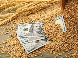 Купуемо пшеницю без черг та розрахунок выдразу