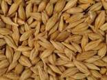 Купуємо пшеницю, ячмінь, кукурудзу, висівку кукурудзяну, висівку пшеничну
