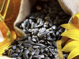 Купуємо Соняшник