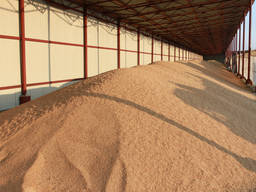 Купуємо зерно