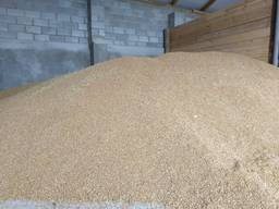 Купуємо зерно